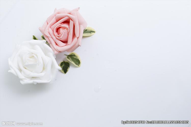粉白色玫瑰花图片大全_山草香